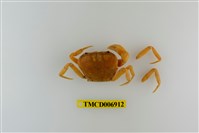 藏品(南澳澤蟹)的圖片